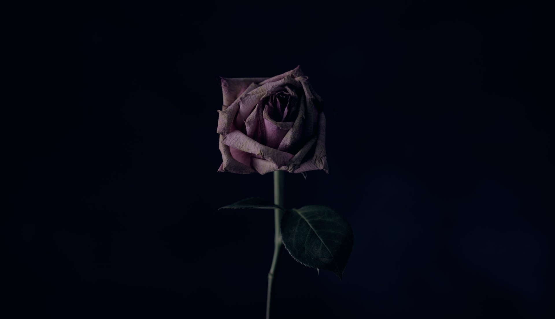 Une rose un peu fanée devant un fond sombre.